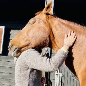 paard